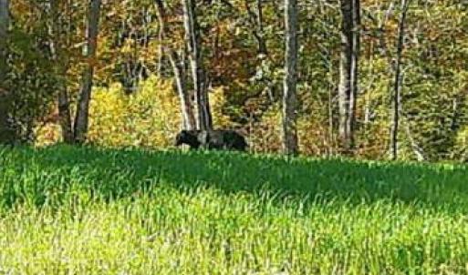 Photo #58 of HARTS MILL RD, MINERAL, VA 25.0 acres