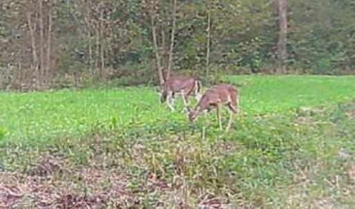 Photo #65 of HARTS MILL RD, MINERAL, VA 25.0 acres