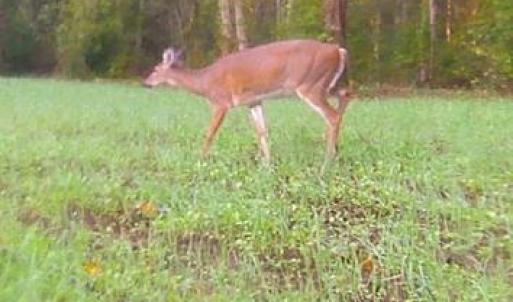 Photo #64 of HARTS MILL RD, MINERAL, VA 25.0 acres