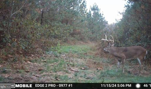 Photo #46 of HARTS MILL RD, MINERAL, VA 25.0 acres