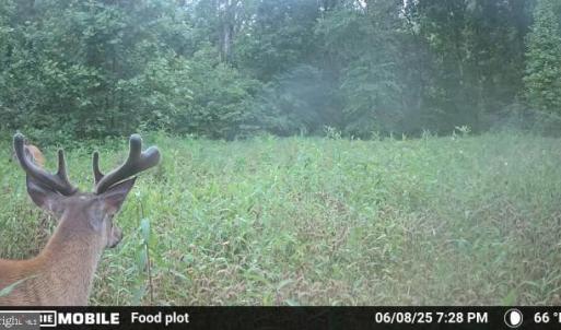 Photo #54 of HARTS MILL RD, MINERAL, VA 25.0 acres