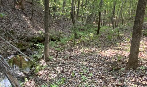 OpenWoodsSpring