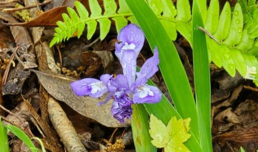 LOT 94 WILDFLOWERS