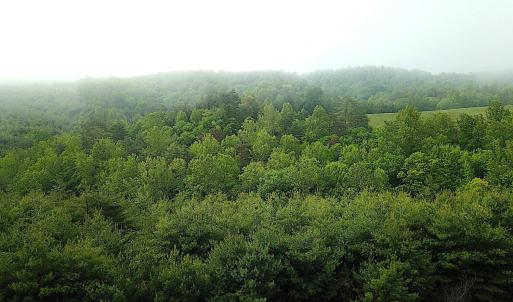 EasterCreekWoodsAerial