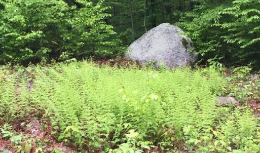 Photo #3 of PADUA LANE, SPERRYVILLE, VA 17.1 acres