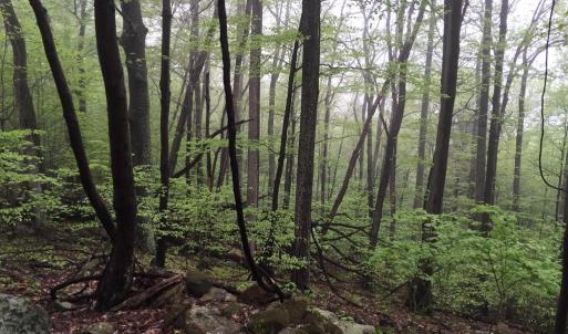 Photo #4 of PADUA LANE, SPERRYVILLE, VA 17.1 acres