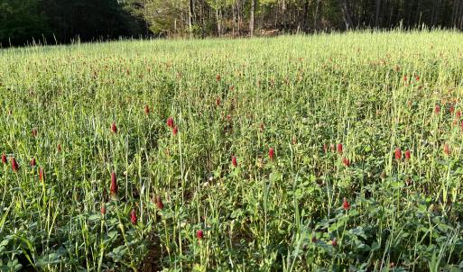 Big Plot AFTER (clover)