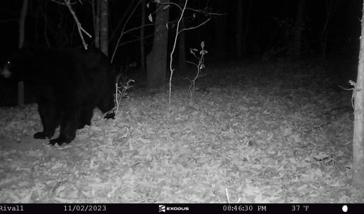 23.11.02 - BIG Bear 6