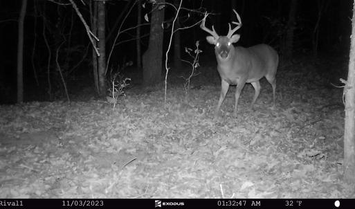 23.11.03 - Buck (Big body 8) 2