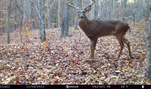 23.11.06 - Buck (Big wide 8) 2