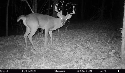 23.11.08 - Buck (Big wide 8) 3