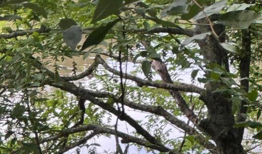 bottomof lot borders creek into SML