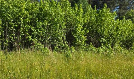 Photo #1 of 4336 MASSAPONAX CHURCH RD, FREDERICKSBURG, VA 3.0 acres