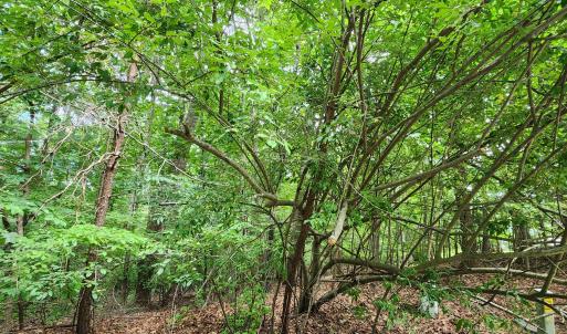 wooded