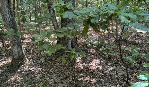 Tract 11 Mint Lane