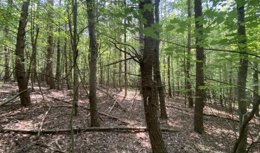 Wooded 0.7A