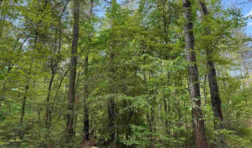 Photo #9 of WEST RIVER ROAD (TRACT: JR SADIE FLANAGAN-1), FORK UNION, VA 99.0 acres
