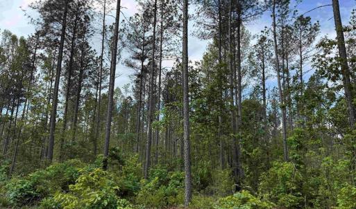 Photo #10 of WEST RIVER ROAD (TRACT: JR SADIE FLANAGAN-1), FORK UNION, VA 99.0 acres