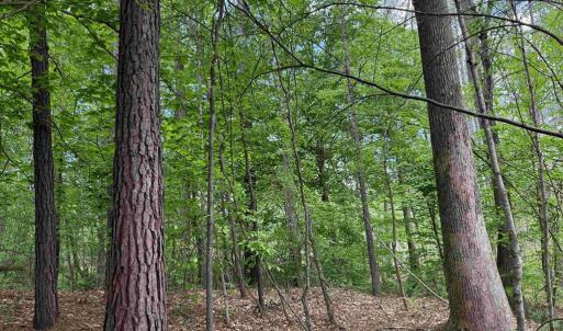 Photo #13 of WEST RIVER ROAD (TRACT: JR SADIE FLANAGAN-1), FORK UNION, VA 99.0 acres