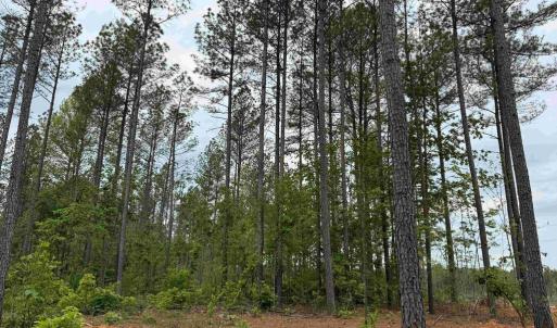 Photo #5 of WEST RIVER ROAD (TRACT: JR SADIE FLANAGAN-2), FORK UNION, VA 88.5 acres