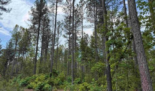 Photo #8 of WEST RIVER ROAD (TRACT: JR SADIE FLANAGAN-2), FORK UNION, VA 88.5 acres