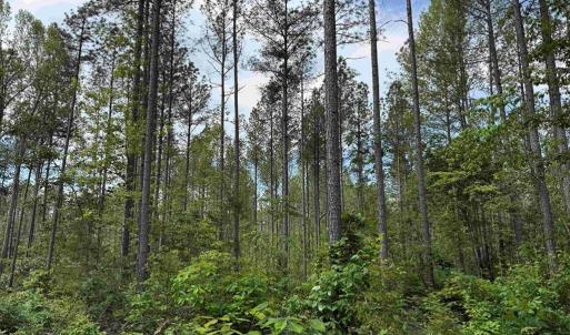 Photo #9 of WEST RIVER ROAD (TRACT: JR SADIE FLANAGAN-2), FORK UNION, VA 88.5 acres