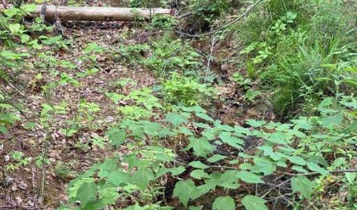 Photo #12 of WEST RIVER ROAD (TRACT: JR SADIE FLANAGAN-2), FORK UNION, VA 88.5 acres