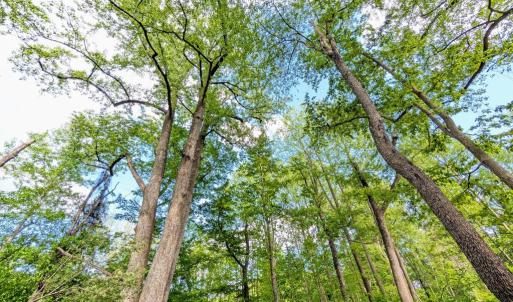 Photo #13 of 3964 HIDDEN VALLEY LN, LINDEN, VA 5.0 acres