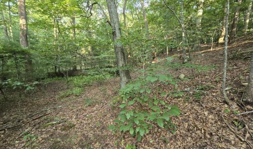 Open Woods