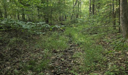 Mature woods