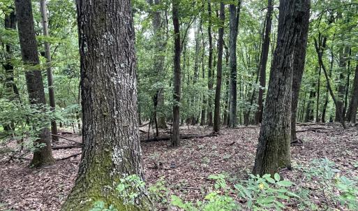 mature trees