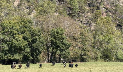 Cow Back Pasture
