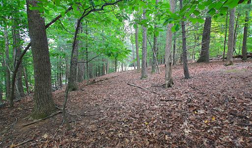 StratfordGroundTrees