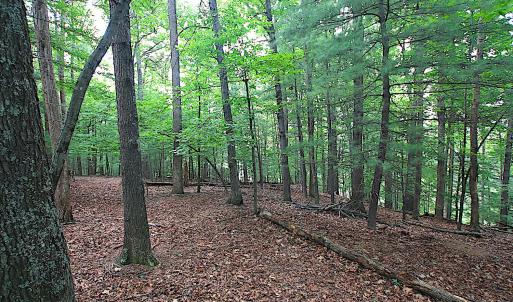 StratfordGroundTrees2