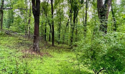 Photo #4 of CARSONS WAY, AMISSVILLE, VA 10.0 acres