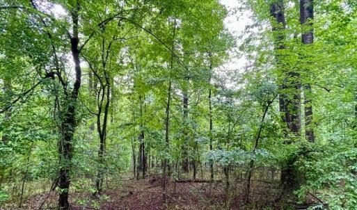 Photo #5 of CARSONS WAY, AMISSVILLE, VA 10.0 acres