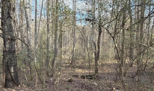 Wooded Acreage