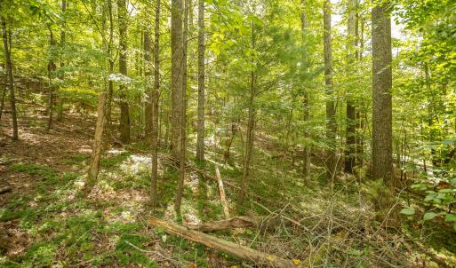 12-LOT 0 Willow Branch Rd_12