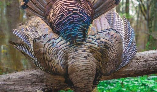 THT--_DSC8783-HDR-turkey