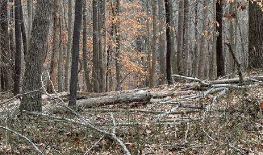 Prillaman Switch Majestic Woods