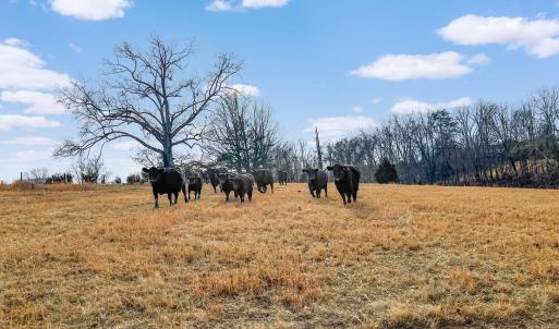 2359 Sago Rd - 98ac Farm