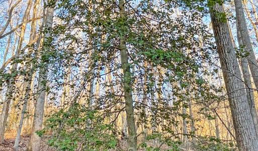 2359 Sago Rd - 98ac Farm