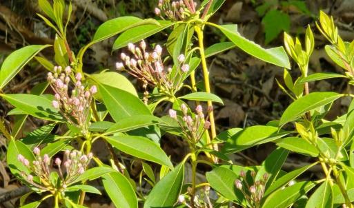 lOT 94 WILDFLOWERS 3