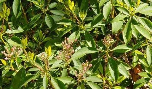 LOT 94 WILDFLOWERS 2