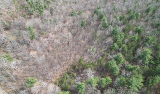 Wooded Acreage