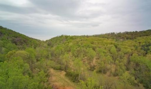 abundant woodlands