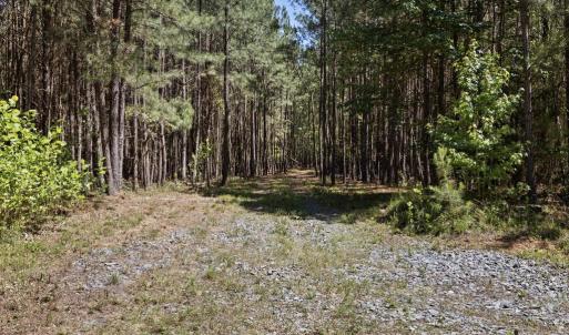 Photo #12 of DEERWOOD LN, SPOTSYLVANIA, VA 61.0 acres