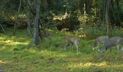 Photo #21 of JORDAN HOLLOW RD, STANLEY, VA 56.6 acres