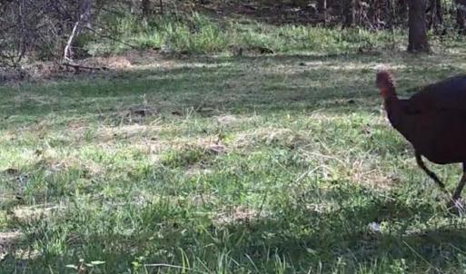 Photo #23 of JORDAN HOLLOW RD, STANLEY, VA 56.6 acres