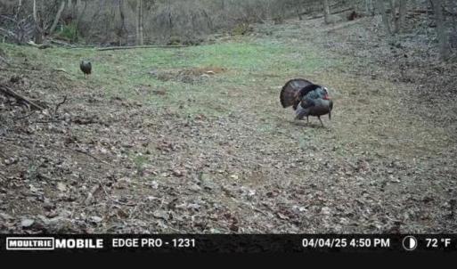 Photo #22 of JORDAN HOLLOW RD, STANLEY, VA 56.6 acres